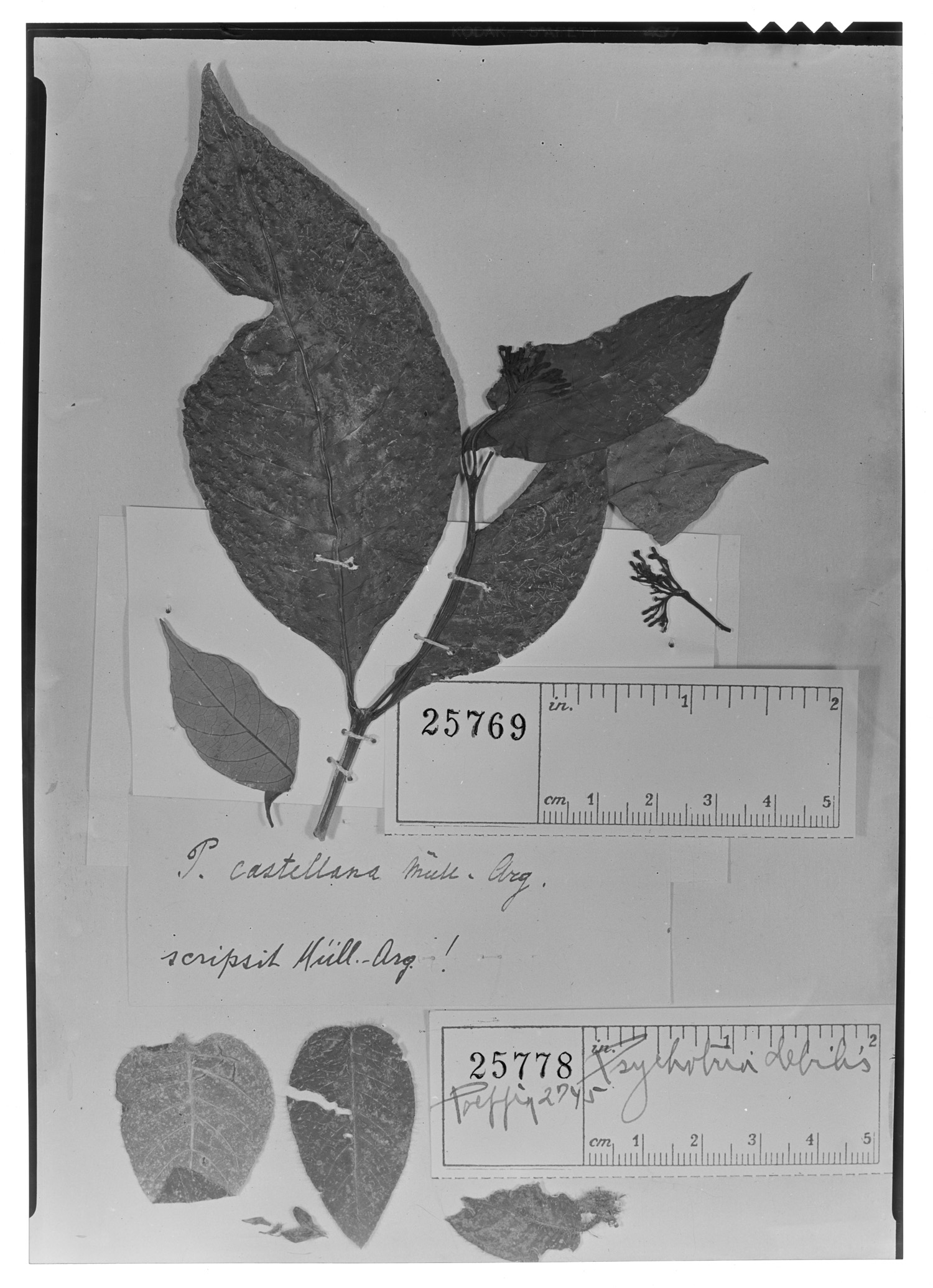Psychotria castellana image