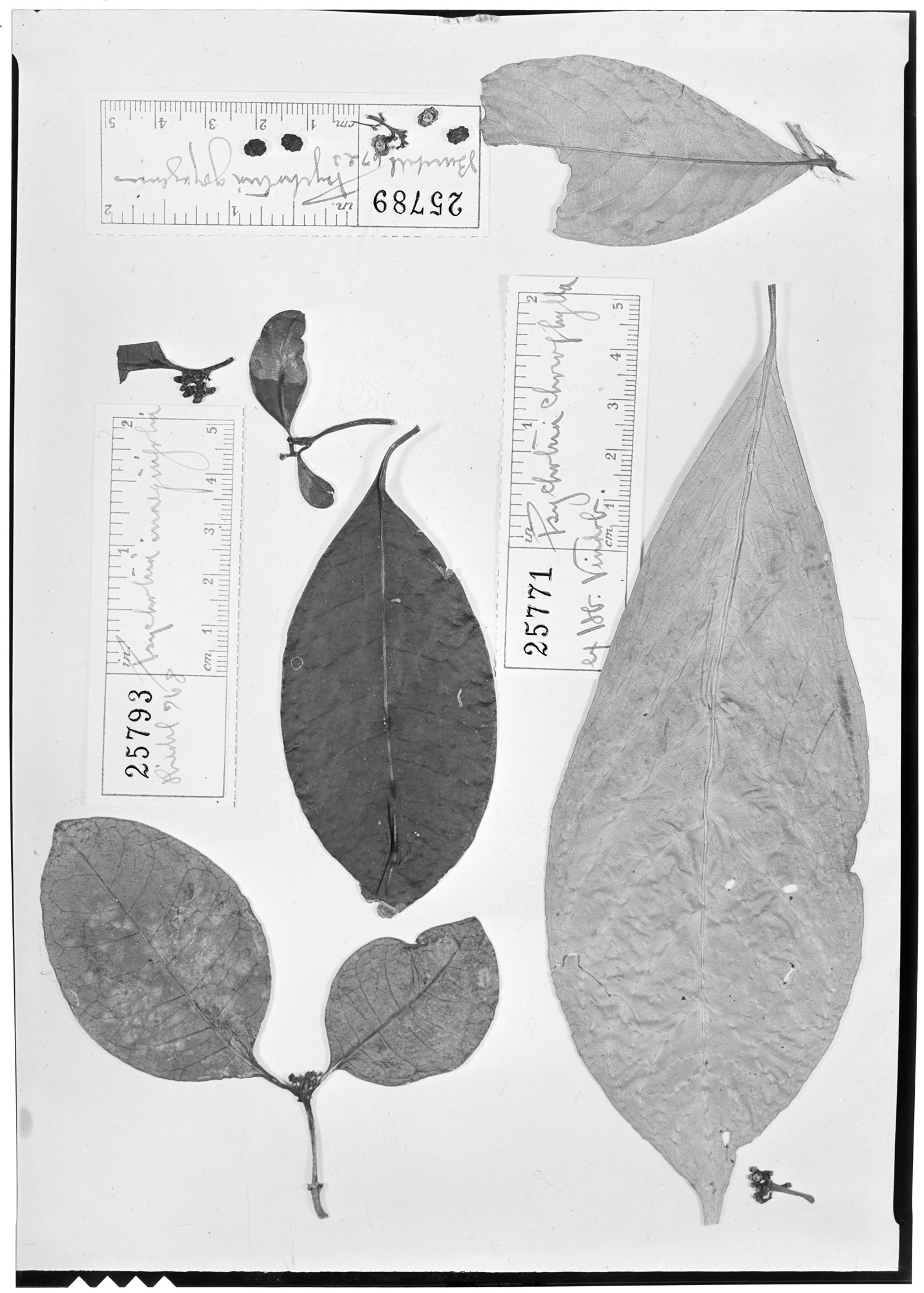 Psychotria chlorophylla image