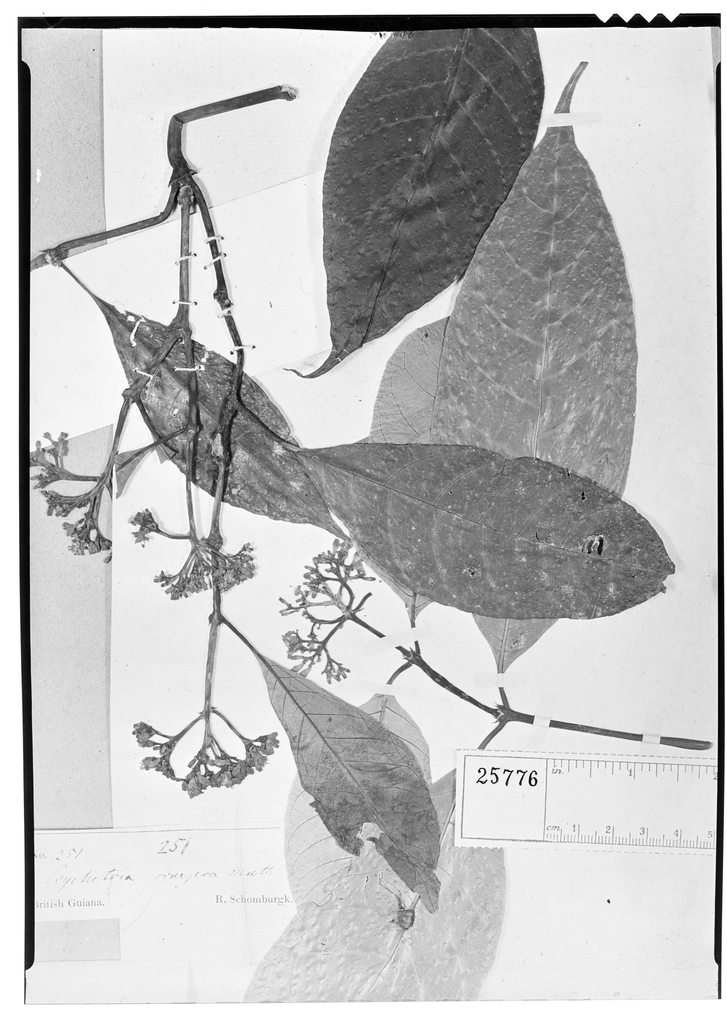 Psychotria cornigera image