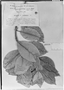 Psychotria costato-venosa image