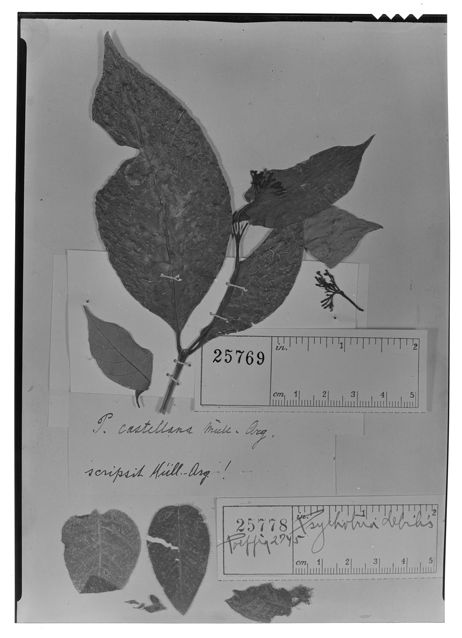 Psychotria debilis image