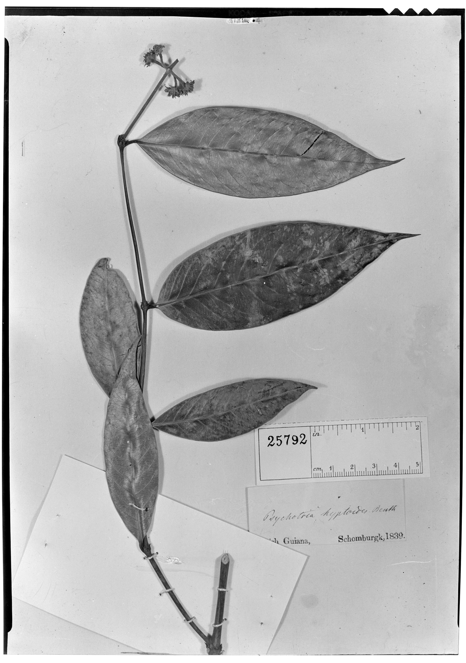 Psychotria hyptoides image