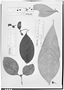 Psychotria inaequifolia image