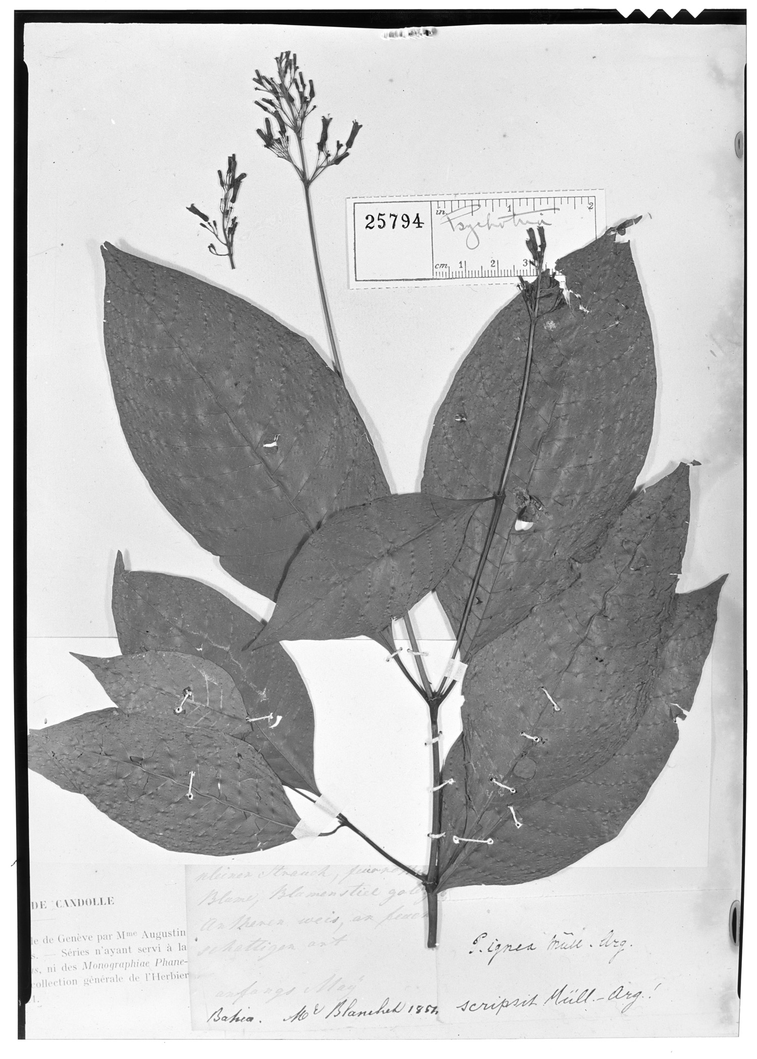 Psychotria ignea image