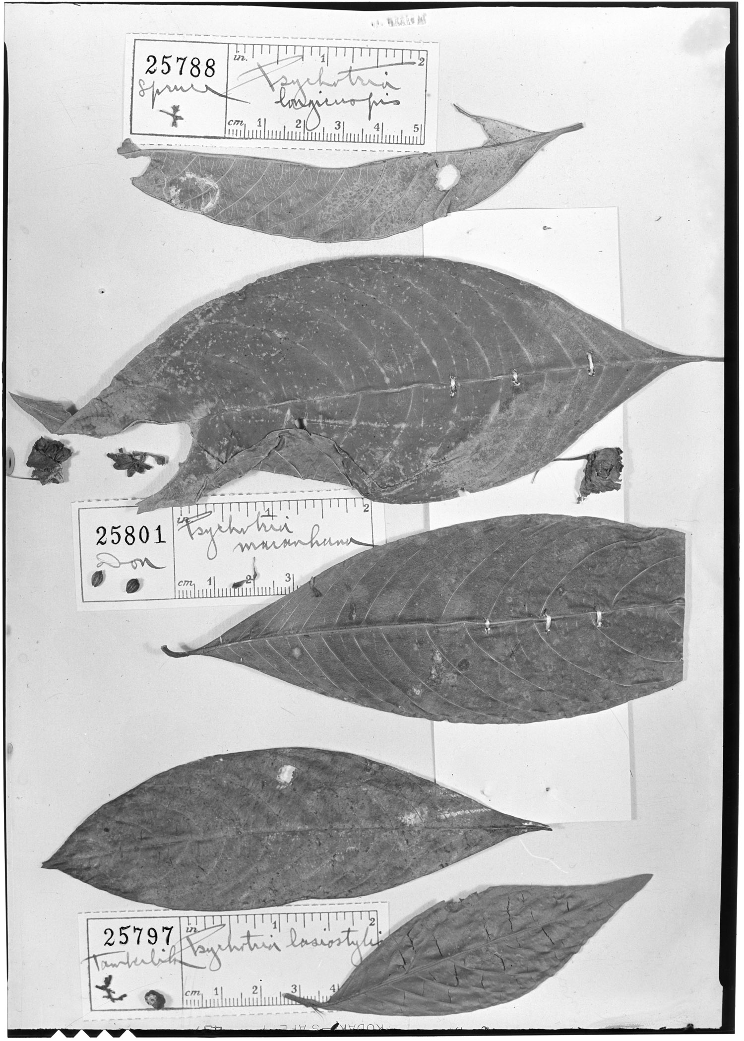 Psychotria lasiostylis image