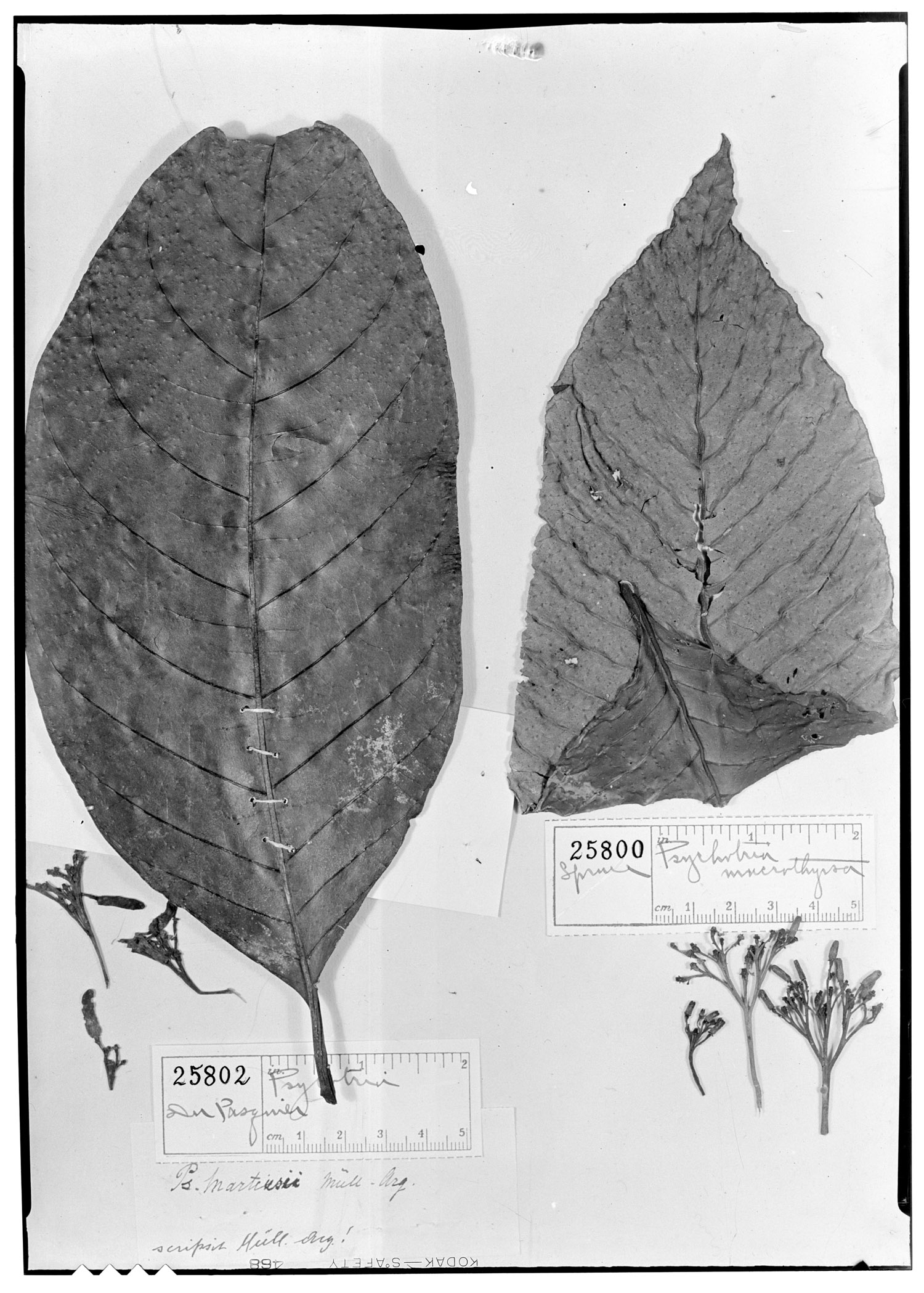 Psychotria martiusii image