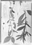 Psychotria medusula image