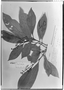 Psychotria minutiflora image