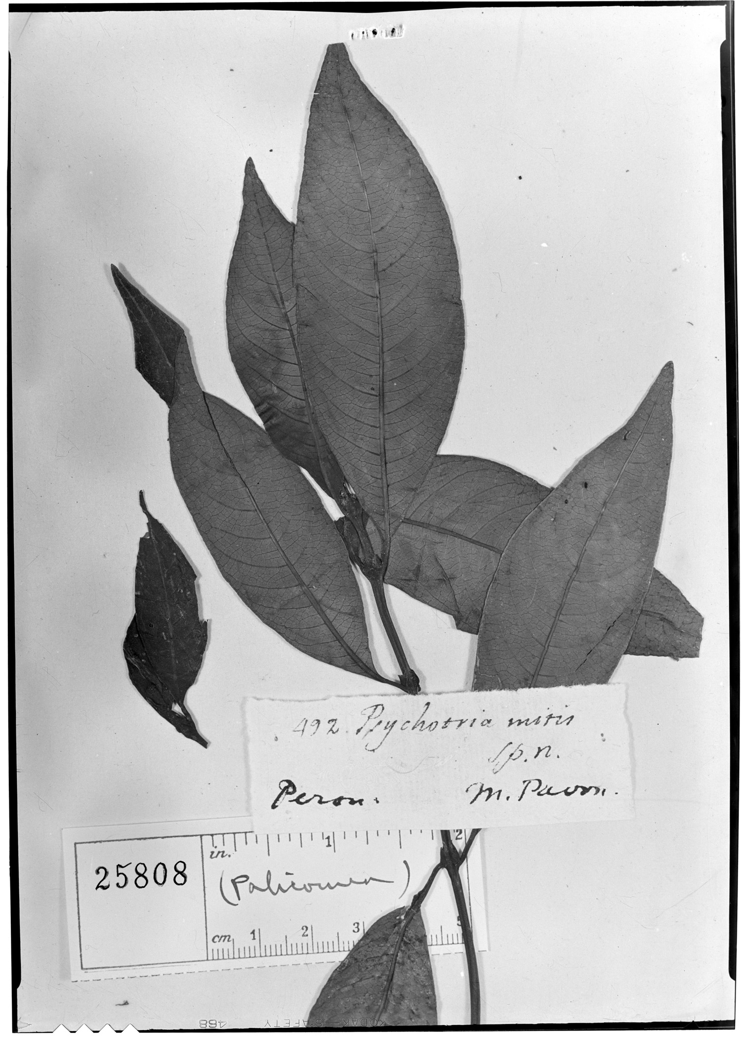 Psychotria mitis image