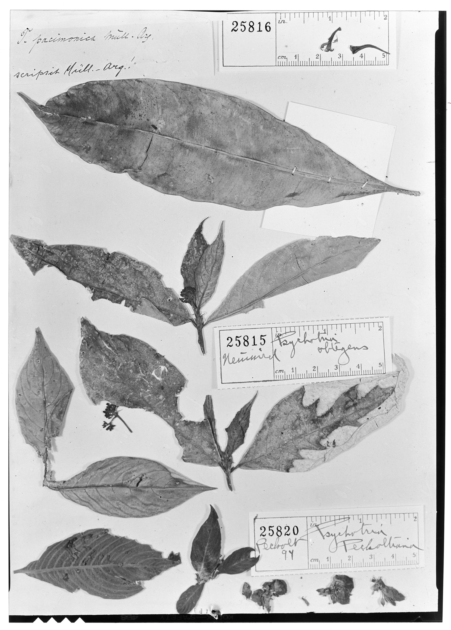 Psychotria obtegens image