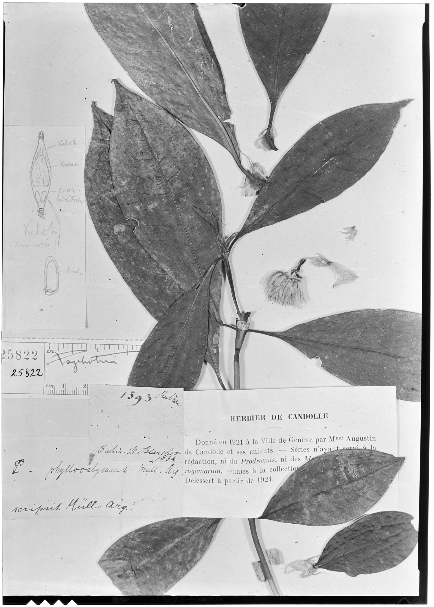 Psychotria phyllocalymma image