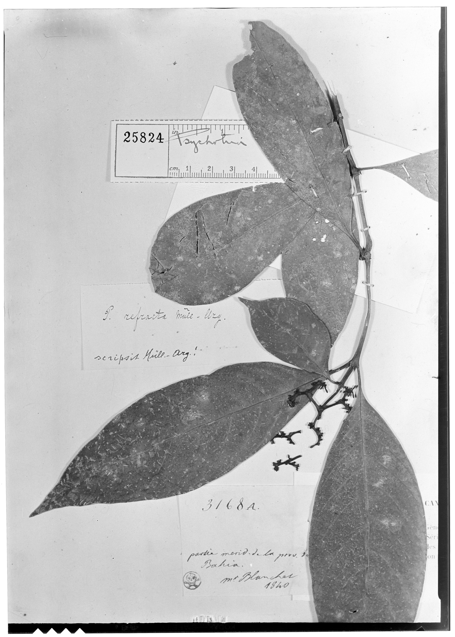 Psychotria refracta image
