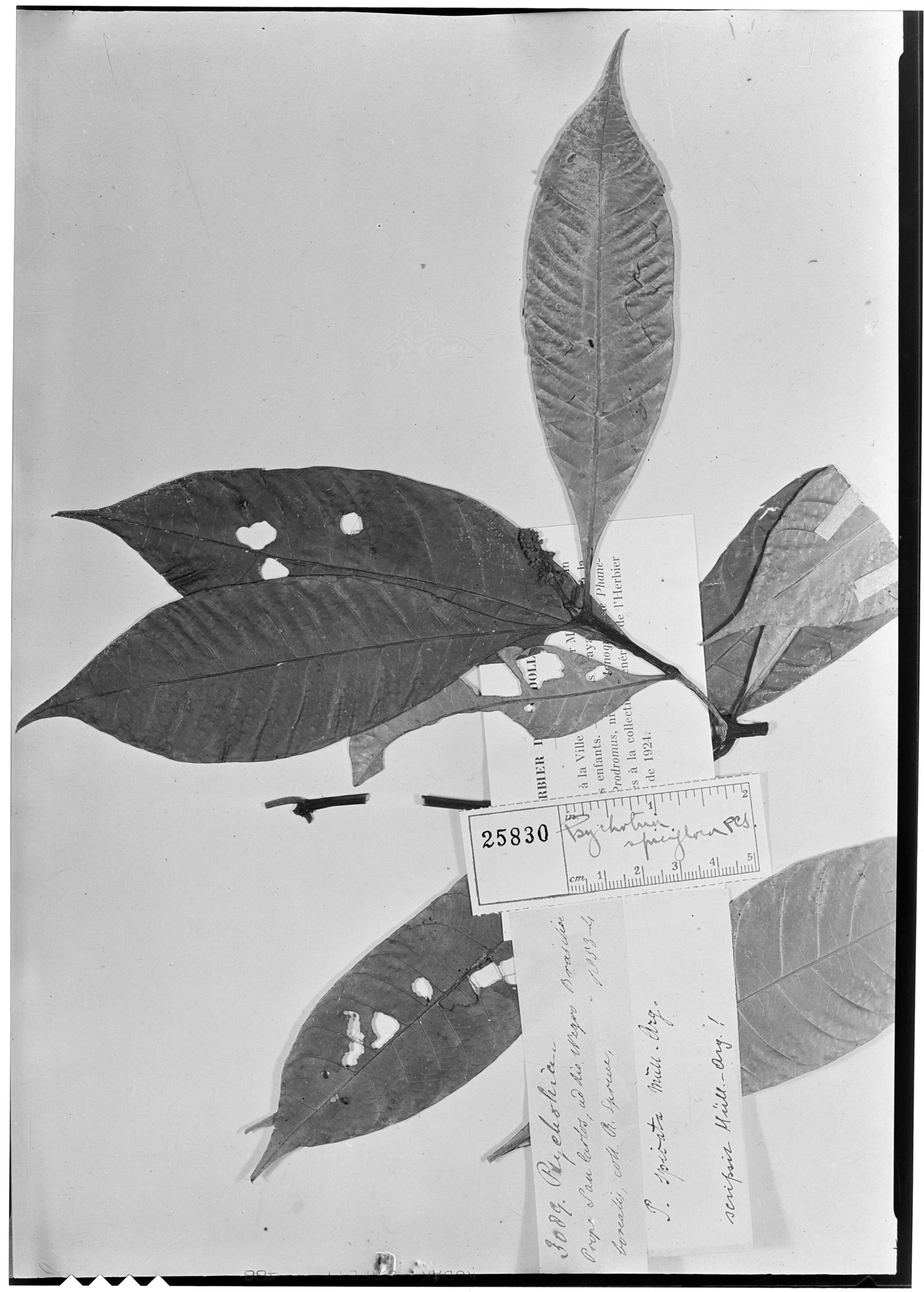 Psychotria spicata image
