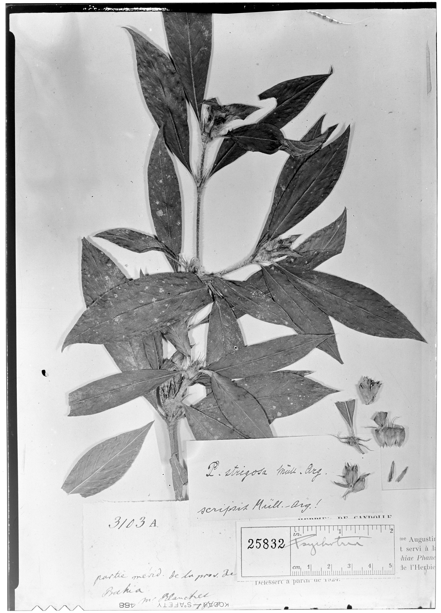 Psychotria strigosa image