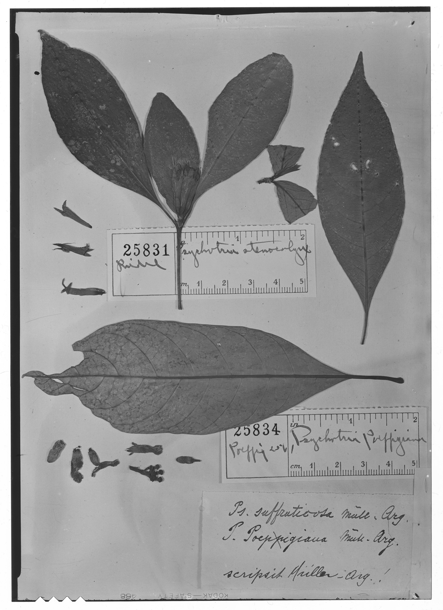 Psychotria suffruticosa image