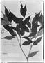Psychotria tenella image