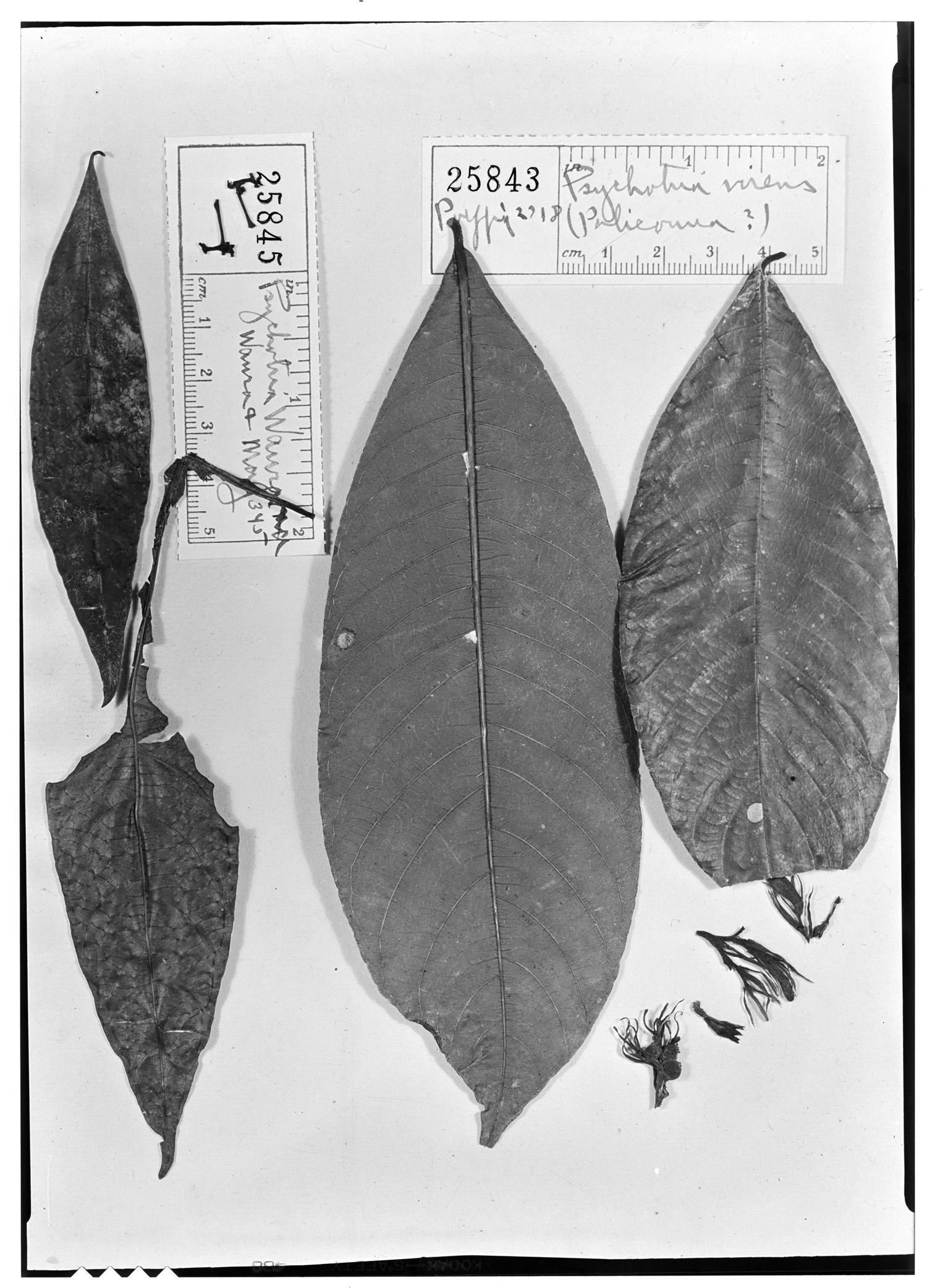 Psychotria wawrana image