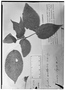 Psychotria xantholoba image