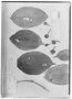 Blakea pyxidanthus image