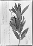 Huberia peruviana image