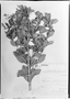 Leandra penduliflora image
