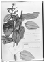 Miconia alborufescens image