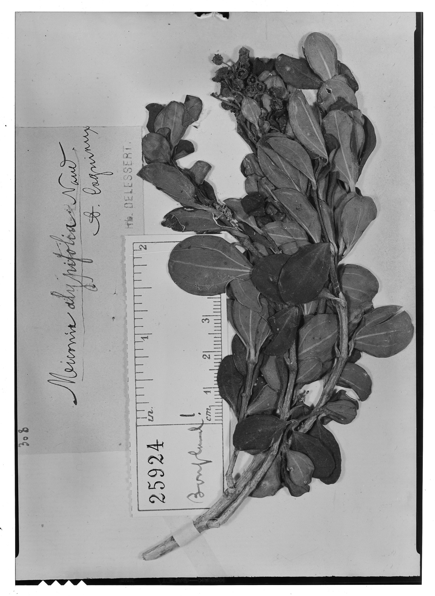 Miconia alypifolia image