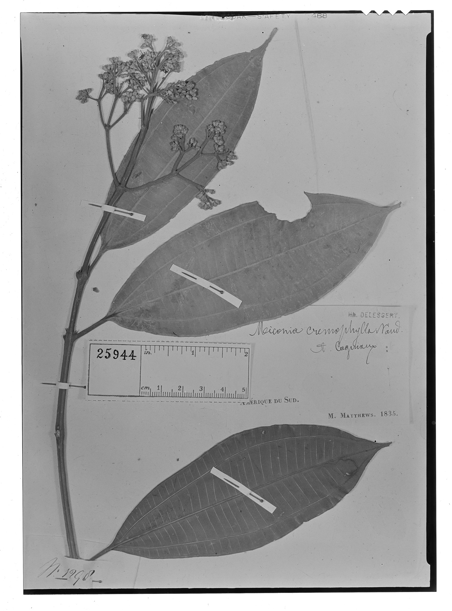 Miconia cremophylla image