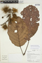 Sloanea multiflora image