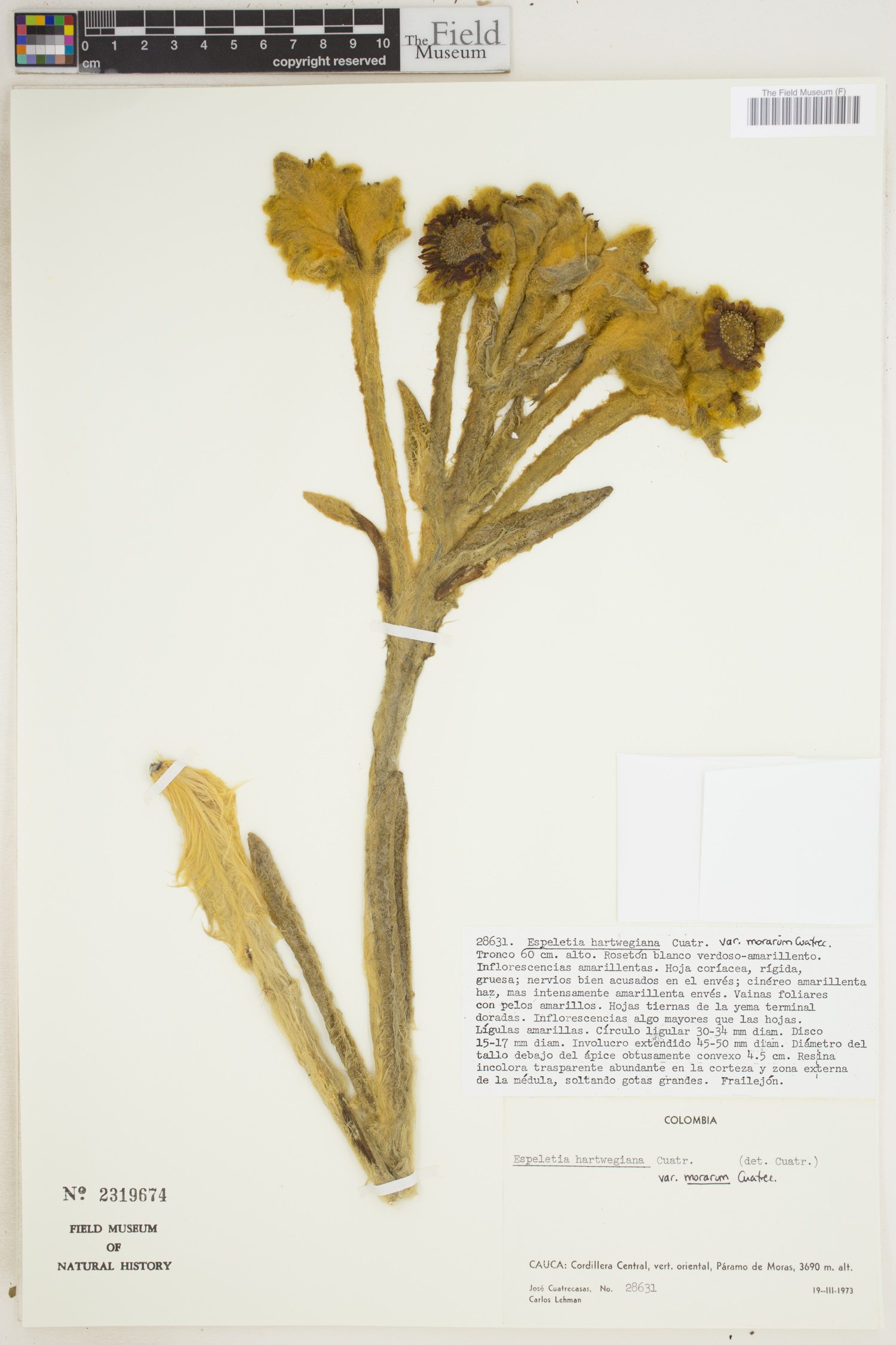 Espeletia hartwegiana var. morarum image