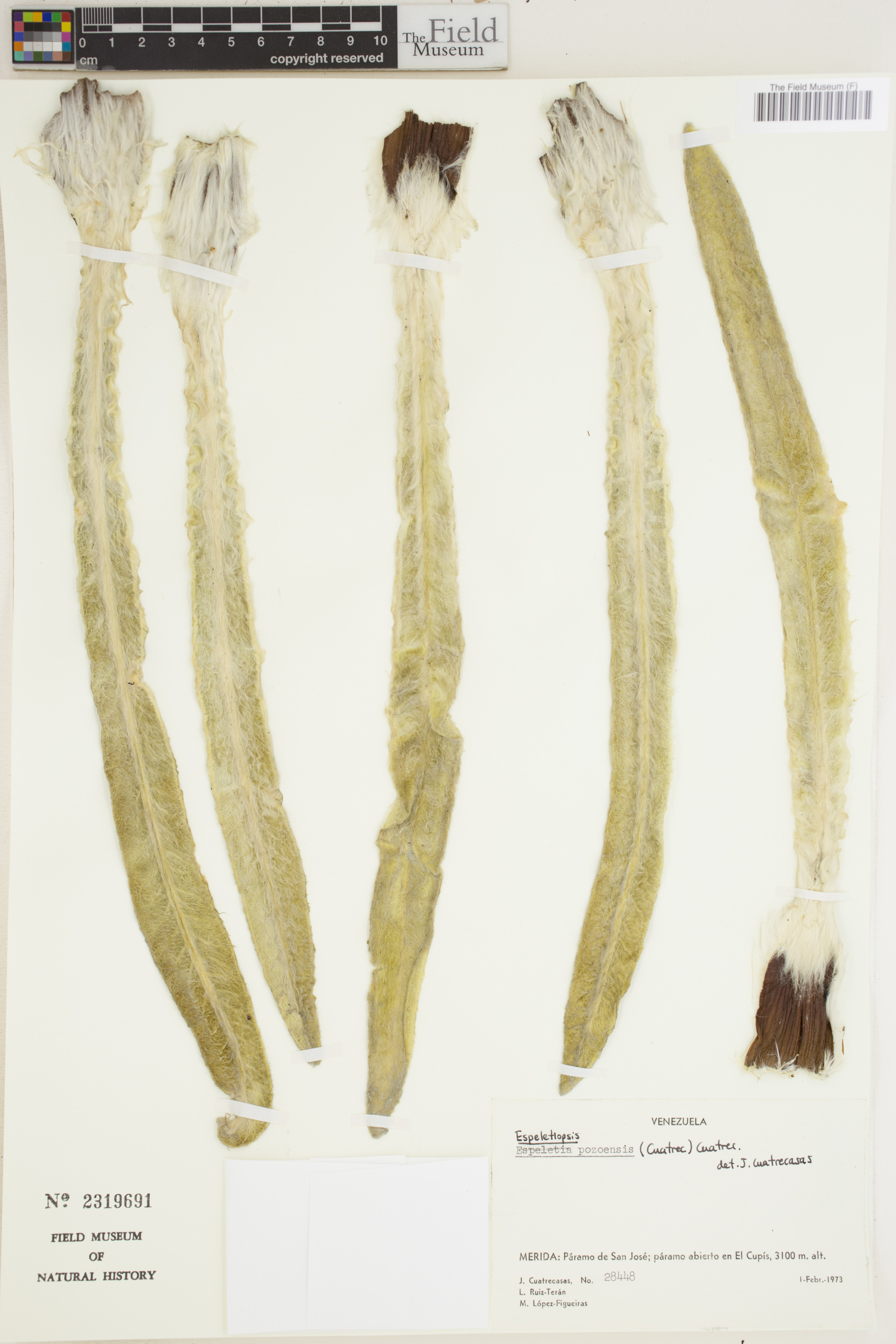 Espeletiopsis pozoensis image
