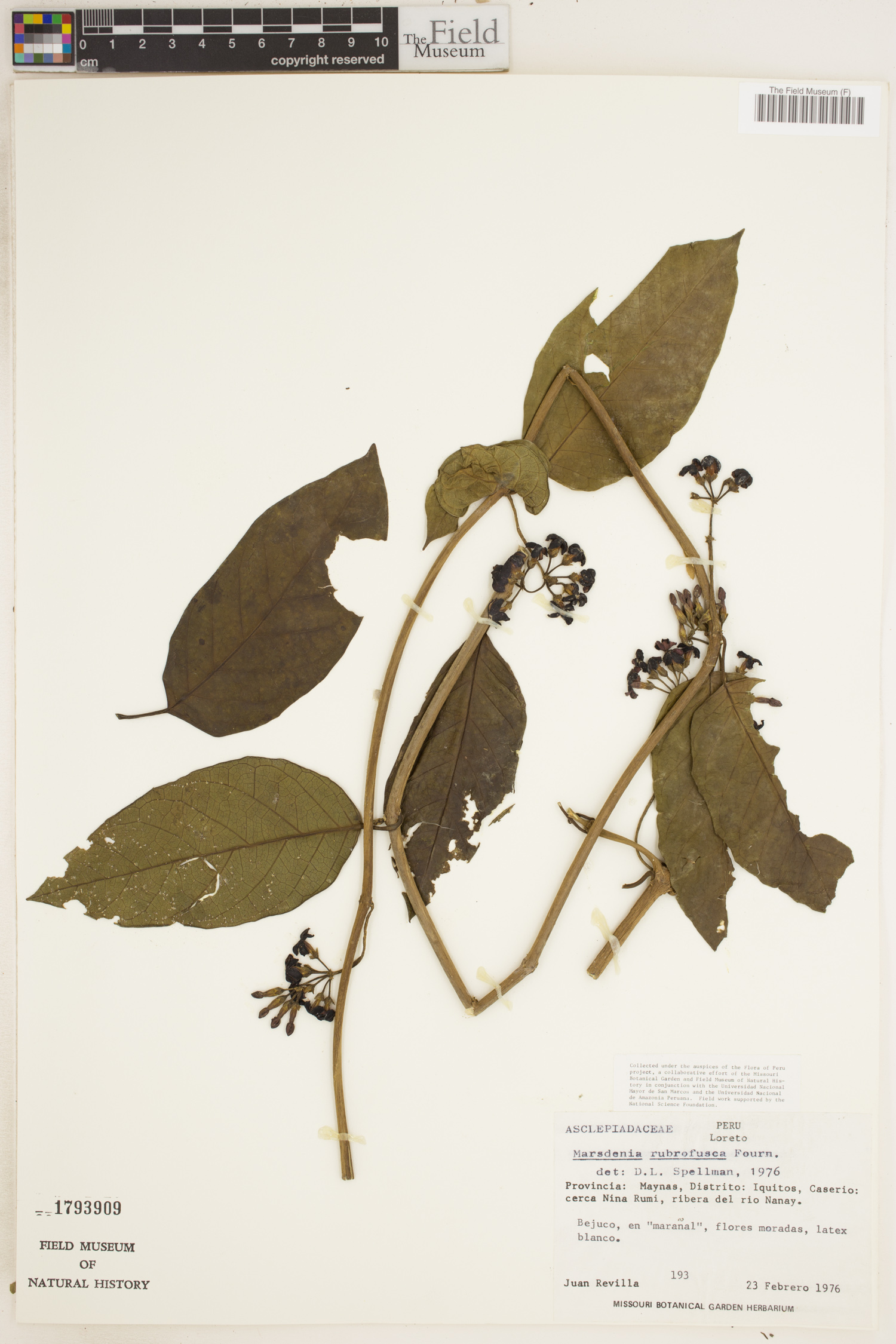 Marsdenia rubrofusca image