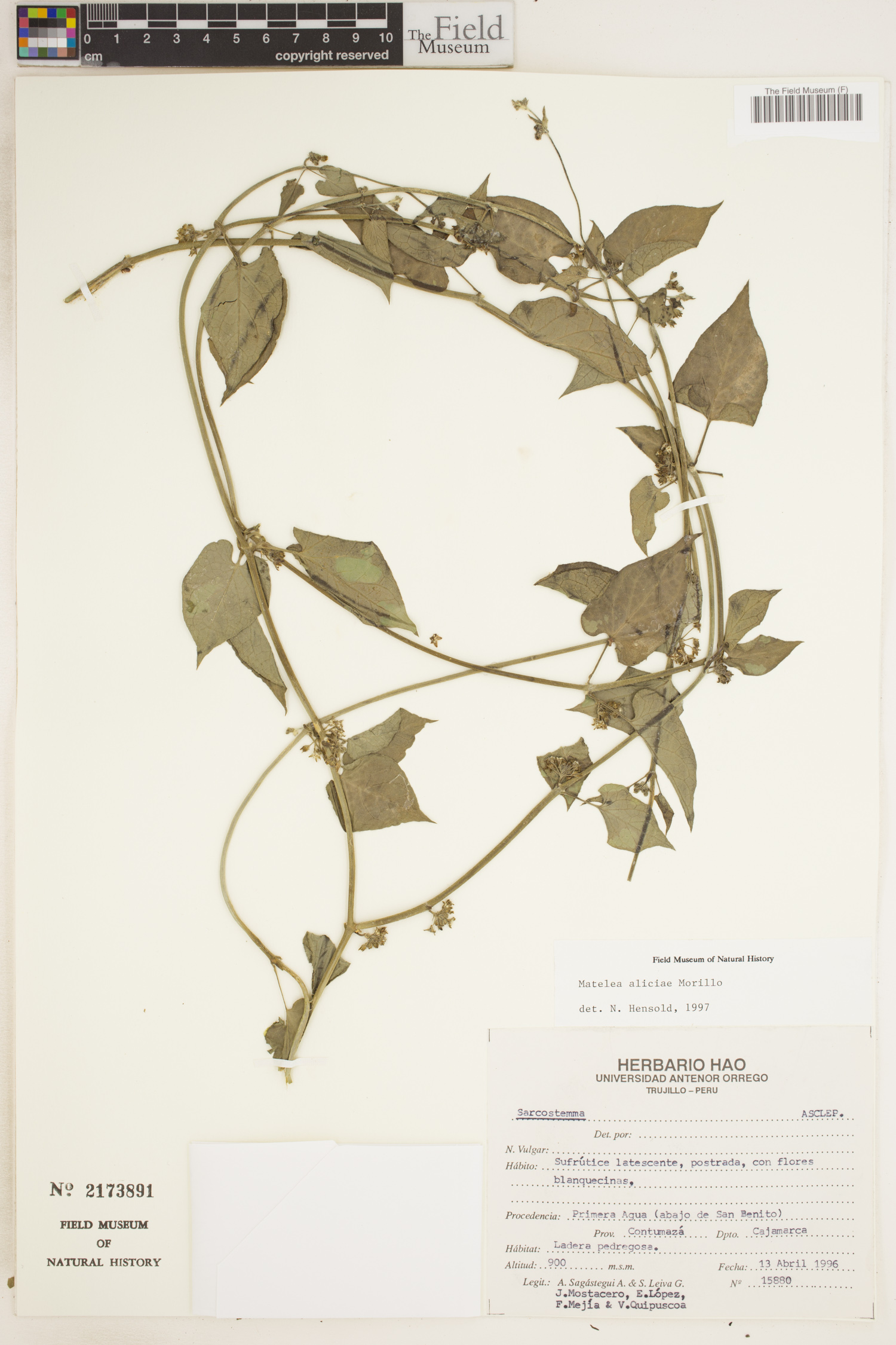 Matelea aliciae image