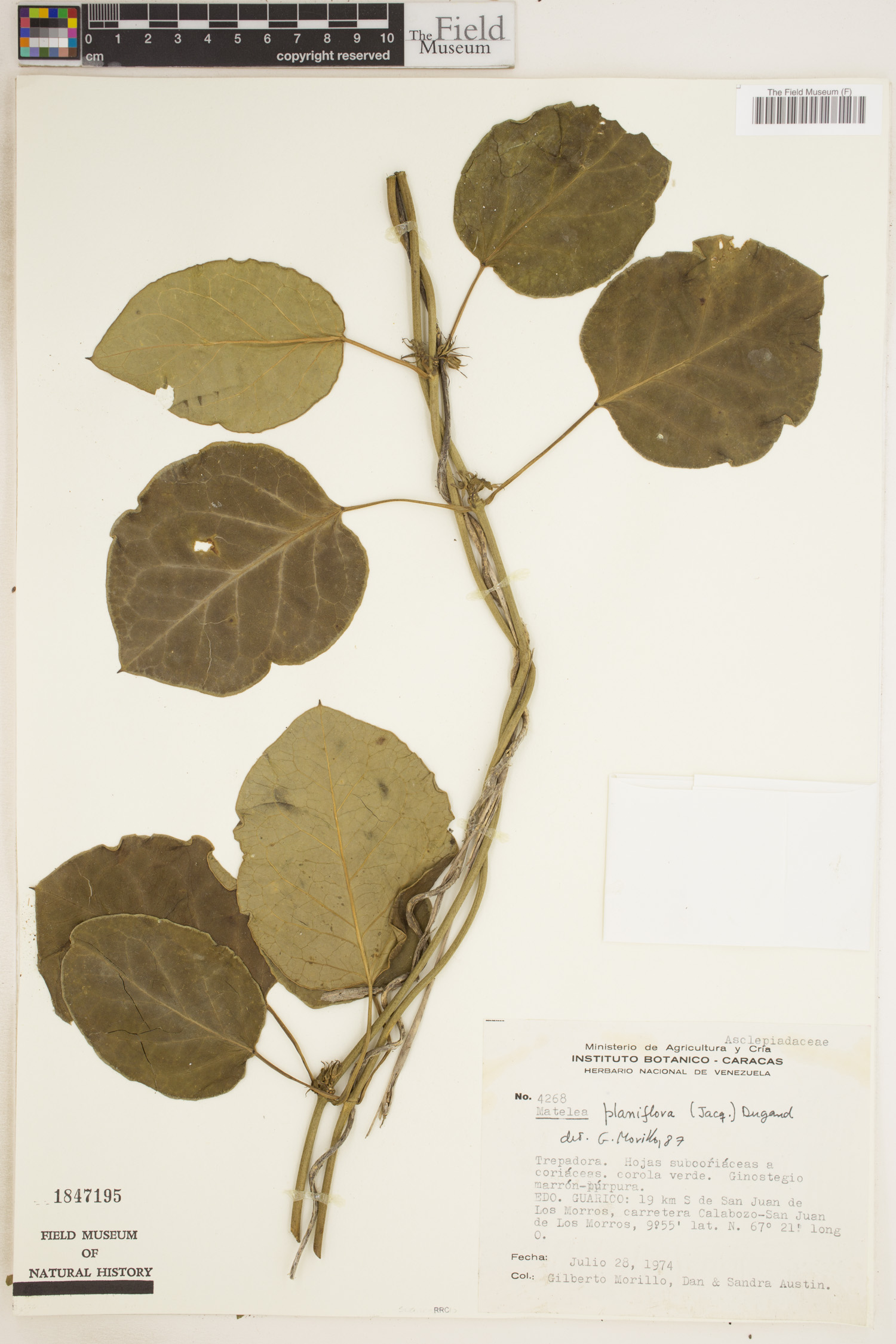 Matelea planiflora image