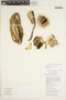 Metalepis albiflora image