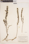 Orthosia parviflora image