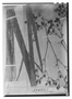 Eryngium pandanifolium image