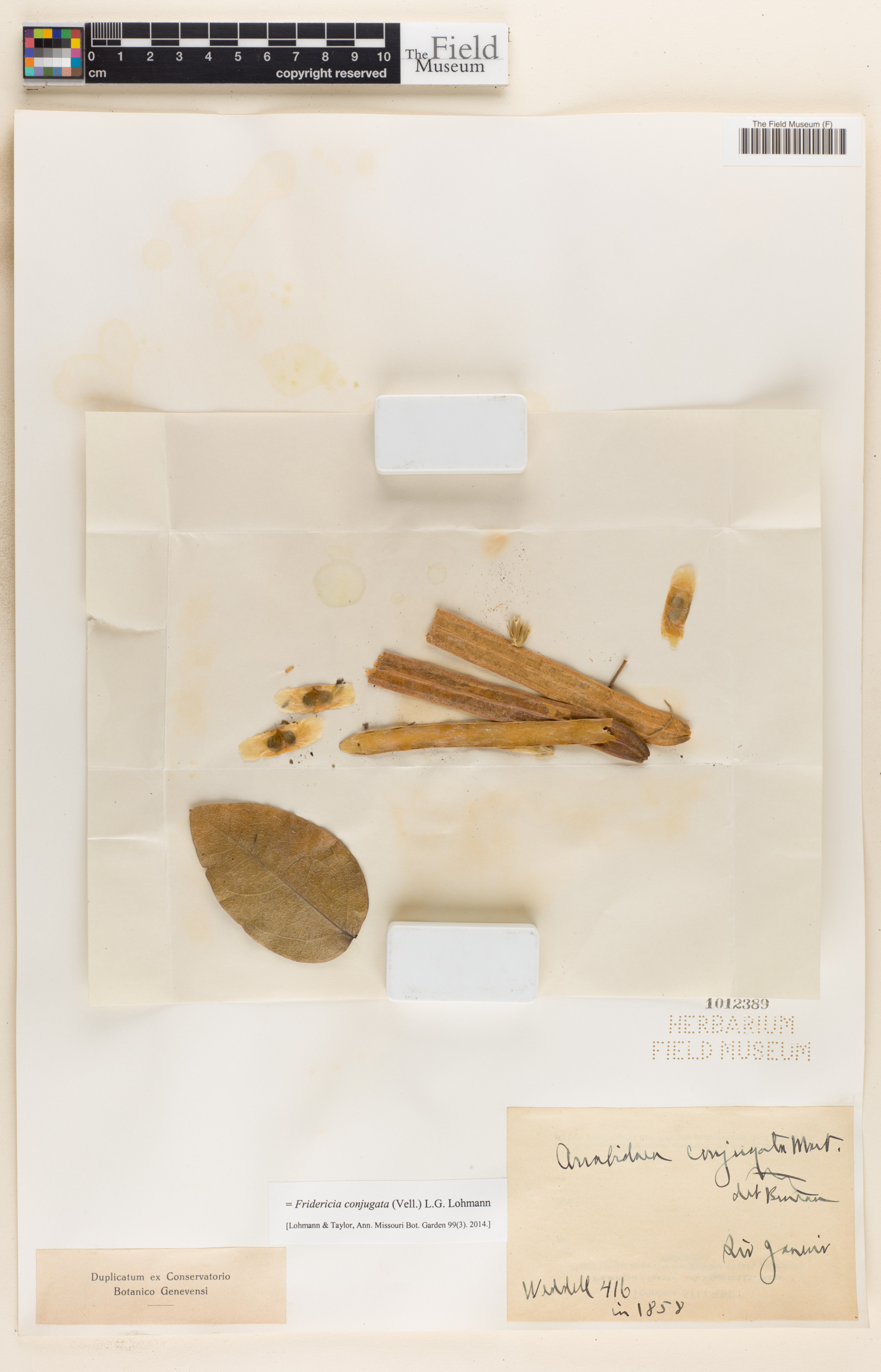 Fridericia conjugata image