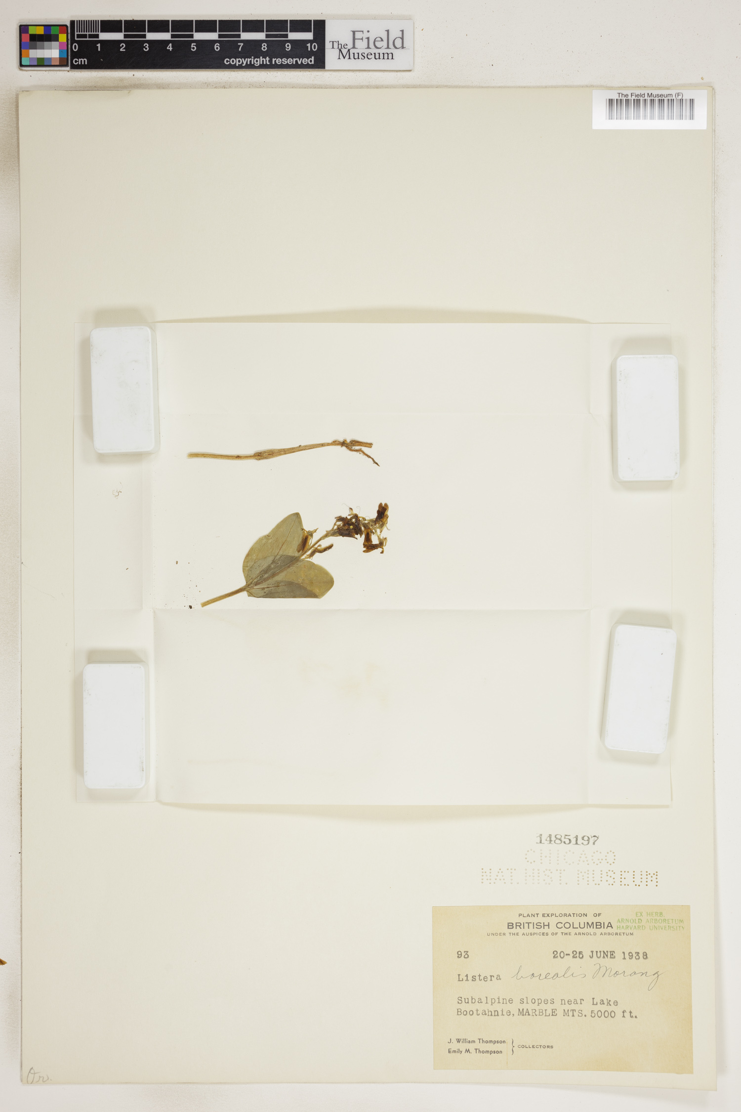 Listera borealis image