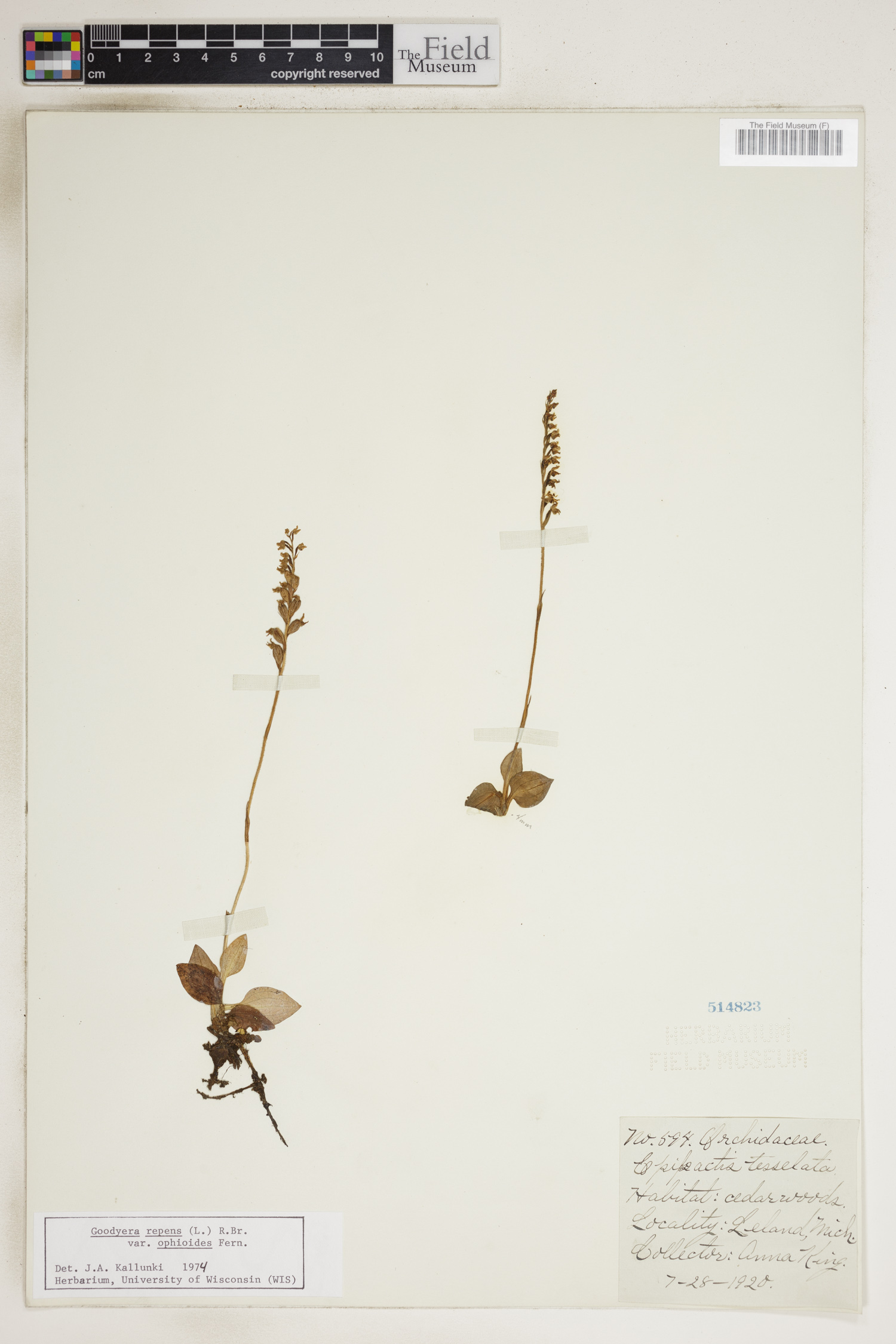 Goodyera repens image