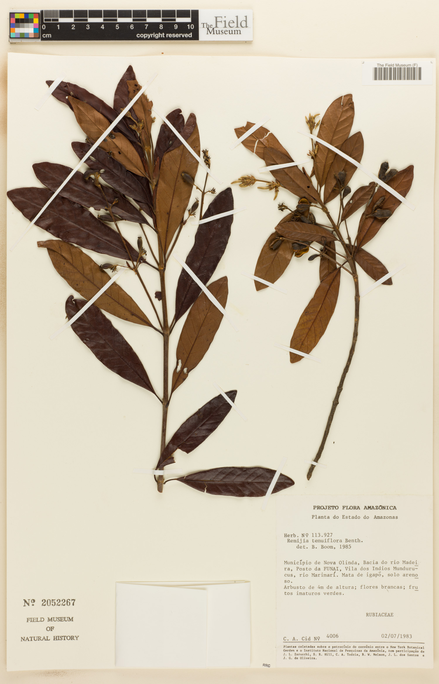Remijia tenuiflora image