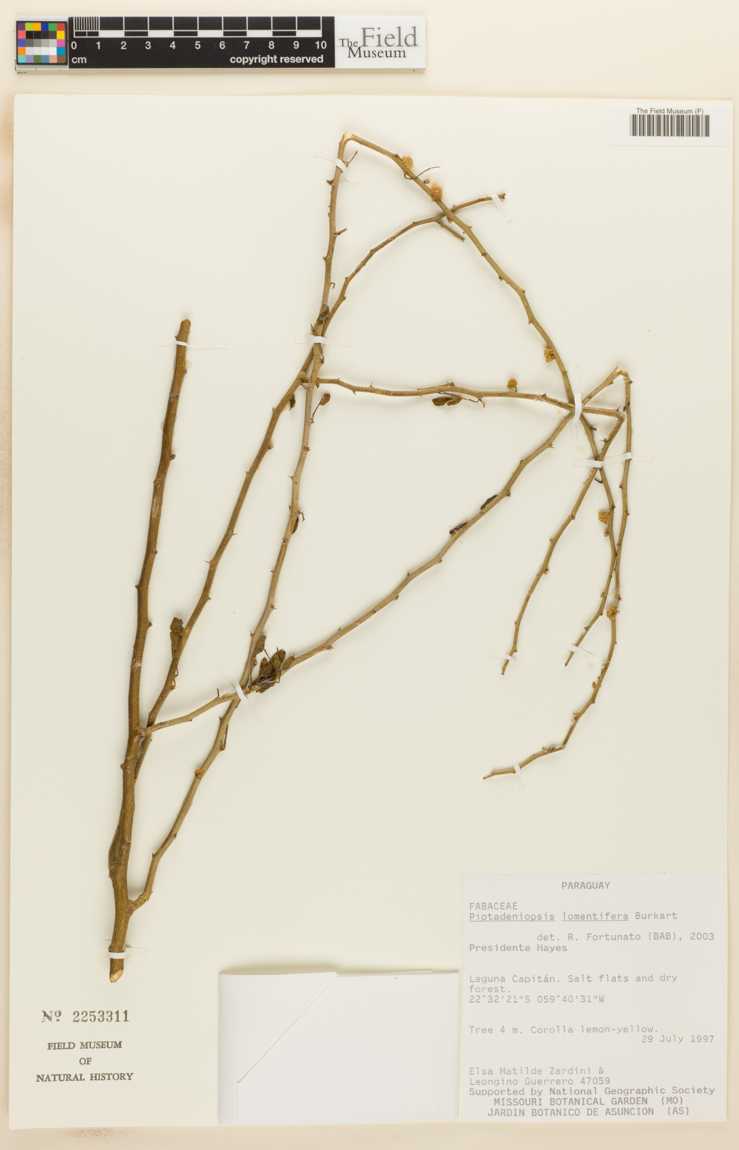 Piptadeniopsis lomentifera image