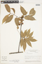 Protium heptaphyllum image