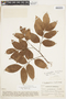 Protium heptaphyllum image