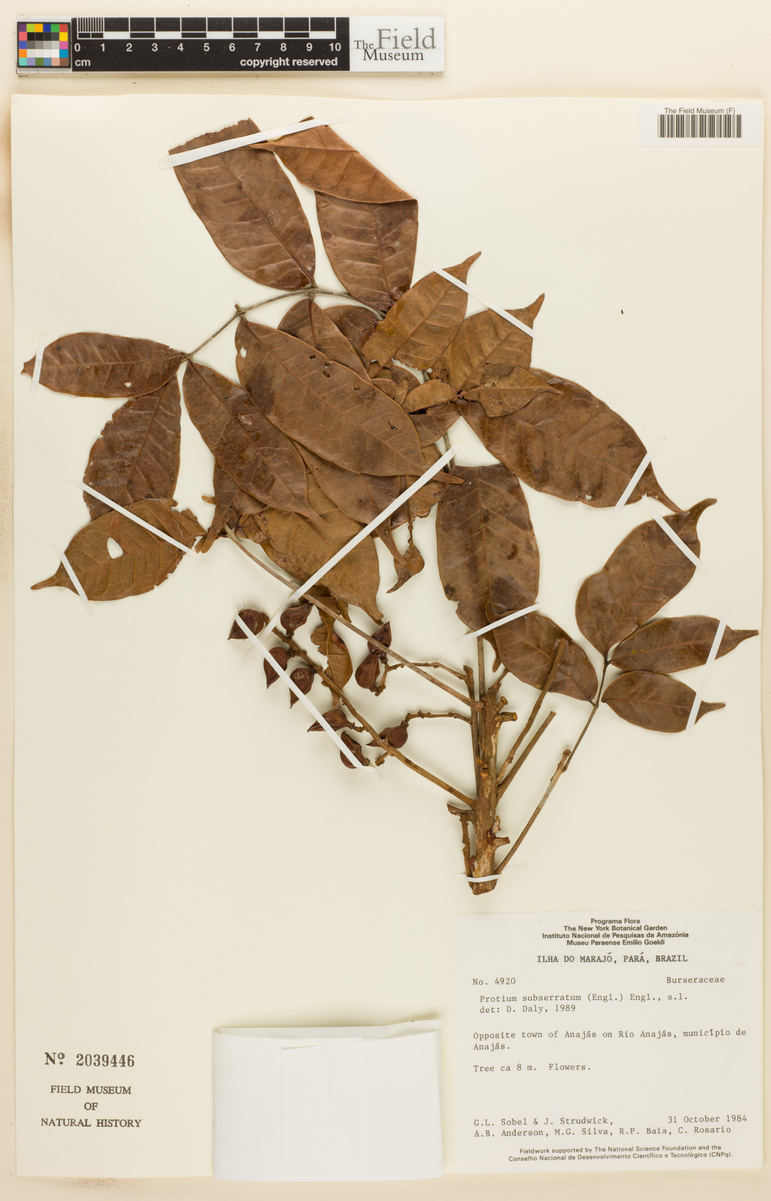 Protium subserratum image