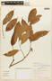 Protium spruceanum image