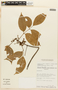 Protium spruceanum image