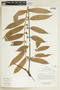 Trattinnickia rhoifolia var. lancifolia image