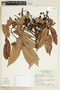 Trattinnickia rhoifolia image