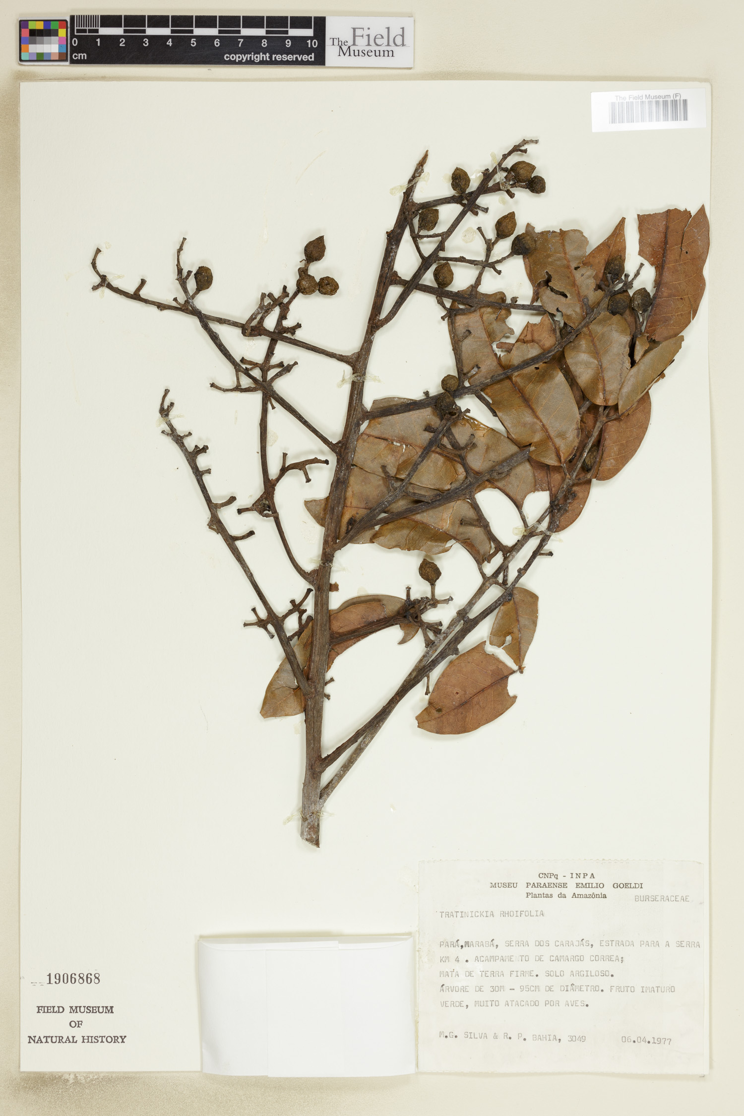 Trattinnickia rhoifolia image